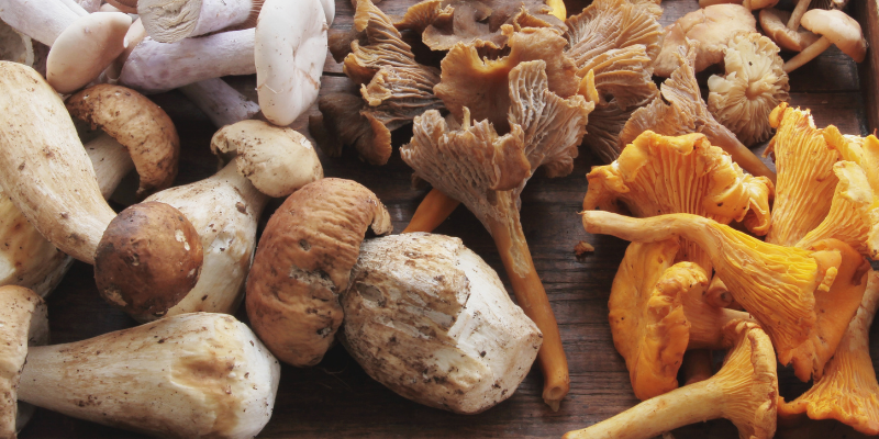 Mushrooms are a magical antidote for your immune system