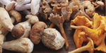 Mushrooms are a magical antidote for your immune system